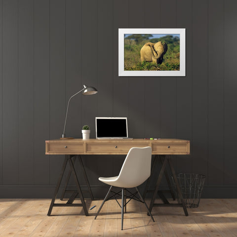 African elephant young dust bathing-Masai Mara Reserve-Kenya White Modern Wood Framed Art Print by Fitzharris, Tim