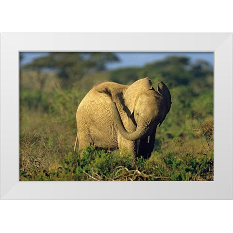 African elephant young dust bathing-Masai Mara Reserve-Kenya White Modern Wood Framed Art Print by Fitzharris, Tim