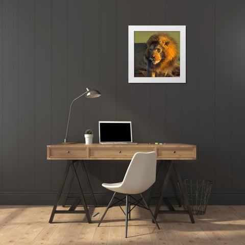 African Lion White Modern Wood Framed Art Print by Fitzharris, Tim