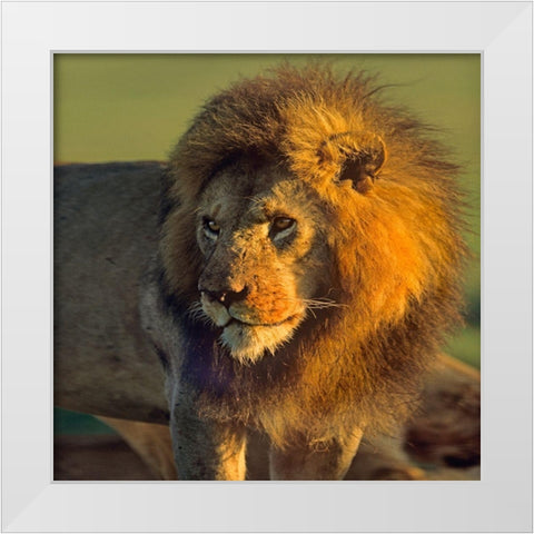 African Lion White Modern Wood Framed Art Print by Fitzharris, Tim