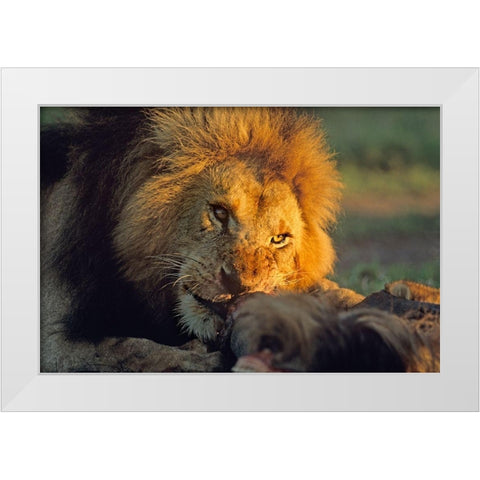 African Lion feeding White Modern Wood Framed Art Print by Fitzharris, Tim