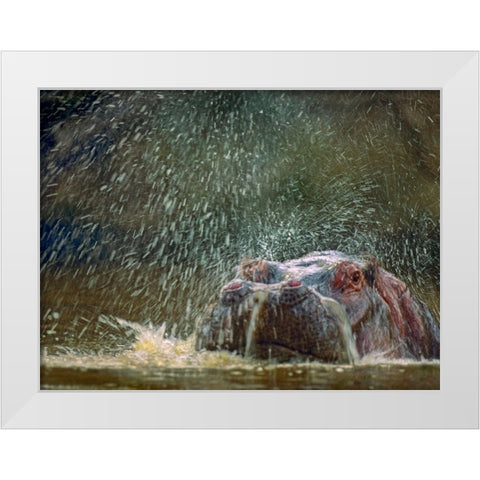 Hippo spluttering Mara River-Kenya White Modern Wood Framed Art Print by Fitzharris, Tim