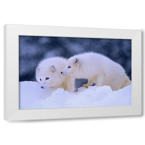 Arctic foxes White Modern Wood Framed Art Print by Fitzharris, Tim