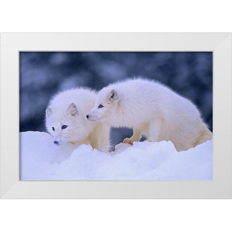 Arctic foxes White Modern Wood Framed Art Print by Fitzharris, Tim
