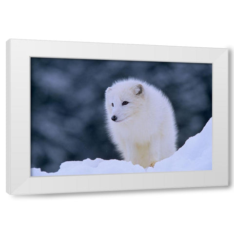 Arctic fox White Modern Wood Framed Art Print by Fitzharris, Tim