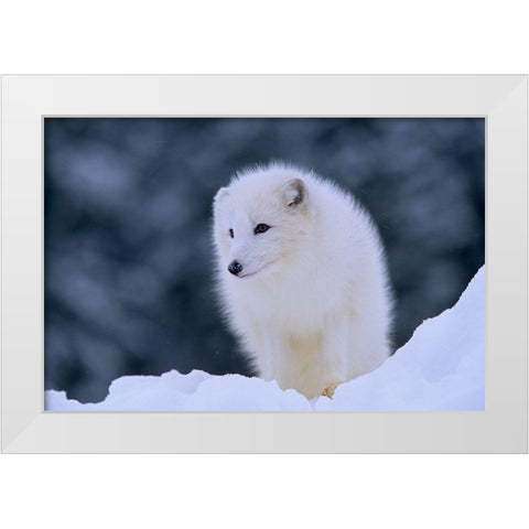 Arctic fox White Modern Wood Framed Art Print by Fitzharris, Tim