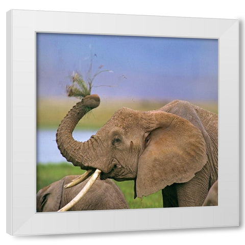 African elephant with cattle egret-Amboseli National Park-Kenya White Modern Wood Framed Art Print by Fitzharris, Tim