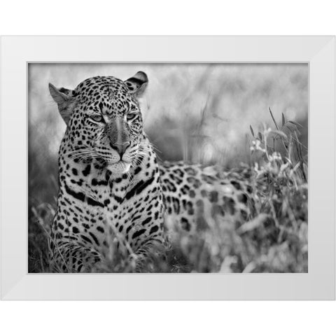 Leopard White Modern Wood Framed Art Print by Fitzharris, Tim