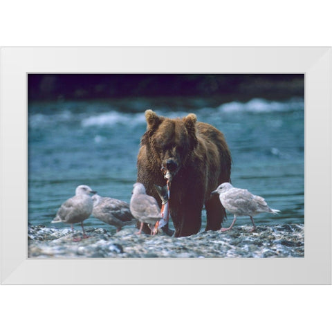 Grizzly bear and gulls White Modern Wood Framed Art Print by Fitzharris, Tim