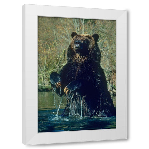 Grizzly bear White Modern Wood Framed Art Print by Fitzharris, Tim