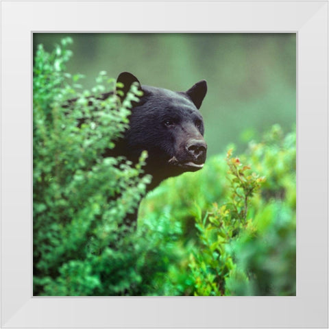Black bear White Modern Wood Framed Art Print by Fitzharris, Tim