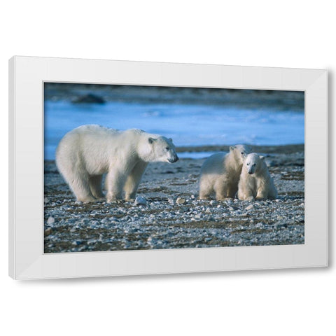 Polar bear mother and cubs White Modern Wood Framed Art Print by Fitzharris, Tim