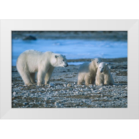 Polar bear mother and cubs White Modern Wood Framed Art Print by Fitzharris, Tim