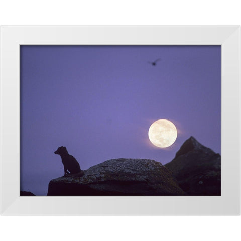 Arctic fox and moon White Modern Wood Framed Art Print by Fitzharris, Tim