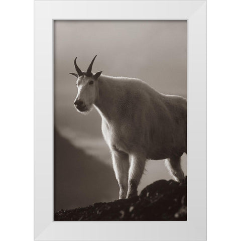 Mountain goat Sepia White Modern Wood Framed Art Print by Fitzharris, Tim