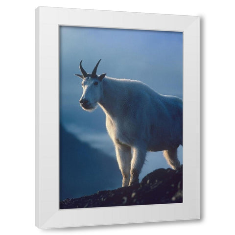 Mountain goat White Modern Wood Framed Art Print by Fitzharris, Tim