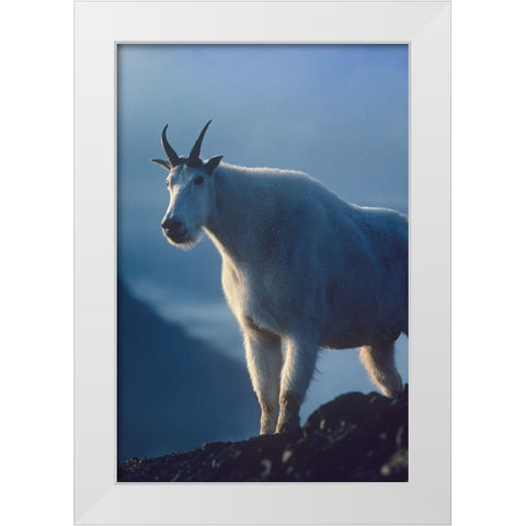 Mountain goat White Modern Wood Framed Art Print by Fitzharris, Tim