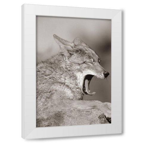 Coyote yawning Sepia White Modern Wood Framed Art Print by Fitzharris, Tim