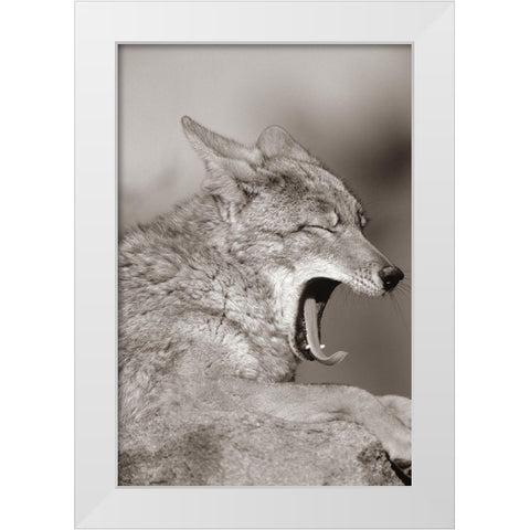 Coyote yawning Sepia White Modern Wood Framed Art Print by Fitzharris, Tim