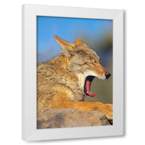 Coyote yawning White Modern Wood Framed Art Print by Fitzharris, Tim