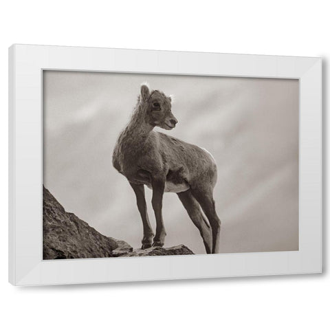 Rocky Mountain bighorn lamb Sepia White Modern Wood Framed Art Print by Fitzharris, Tim