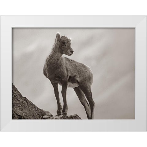 Rocky Mountain bighorn lamb Sepia White Modern Wood Framed Art Print by Fitzharris, Tim