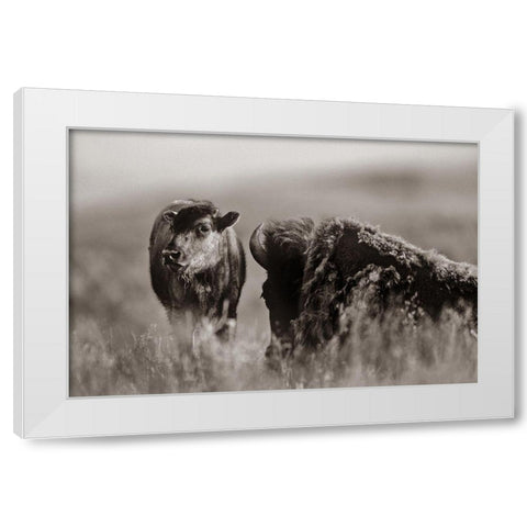 Bison calf with mother Sepia White Modern Wood Framed Art Print by Fitzharris, Tim