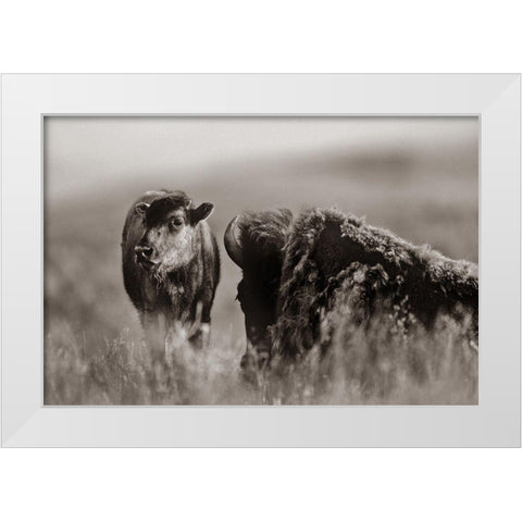 Bison calf with mother Sepia White Modern Wood Framed Art Print by Fitzharris, Tim