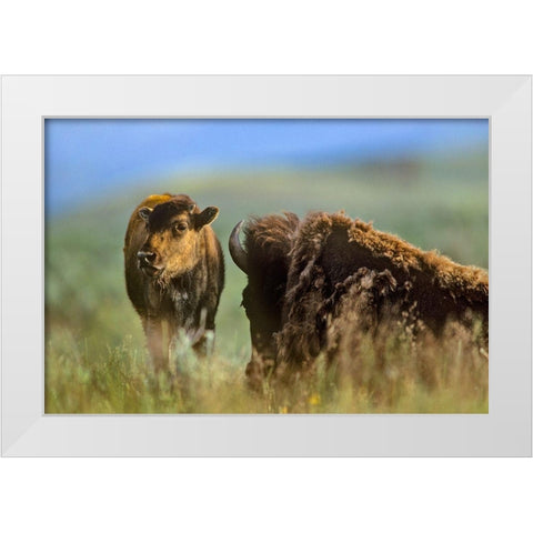 Bison calf with mother White Modern Wood Framed Art Print by Fitzharris, Tim