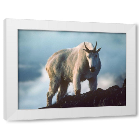 Mountain Goat White Modern Wood Framed Art Print by Fitzharris, Tim