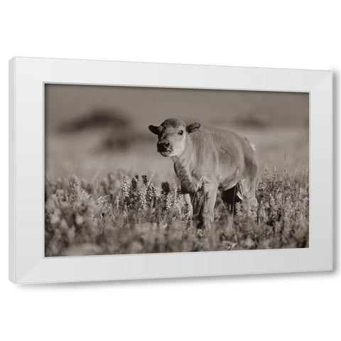 Bison calf Sepia White Modern Wood Framed Art Print by Fitzharris, Tim