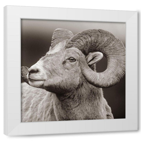 Rocky Mtn bighorn sheep Sepia White Modern Wood Framed Art Print by Fitzharris, Tim