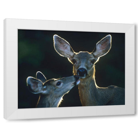 Mule deers White Modern Wood Framed Art Print by Fitzharris, Tim