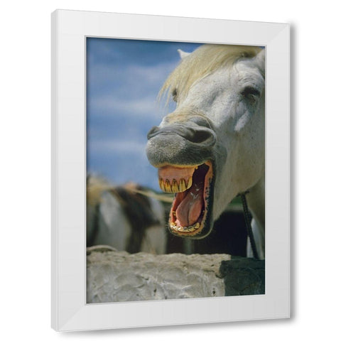 Horse laughing White Modern Wood Framed Art Print by Fitzharris, Tim