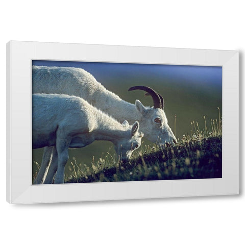 Dalls sheep mother and lamb White Modern Wood Framed Art Print by Fitzharris, Tim