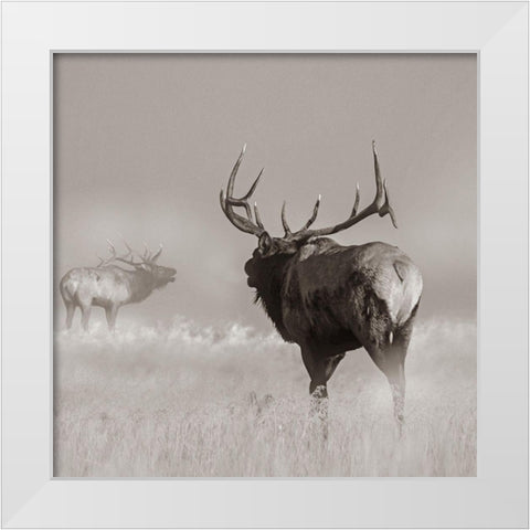 Bull elk challenge Sepia White Modern Wood Framed Art Print by Fitzharris, Tim