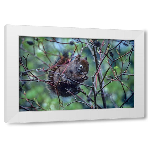 Red Squirrel eating rosehips White Modern Wood Framed Art Print by Fitzharris, Tim