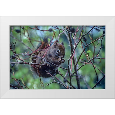 Red Squirrel eating rosehips White Modern Wood Framed Art Print by Fitzharris, Tim