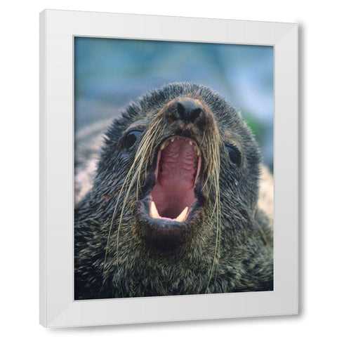 Northern Fur Seal White Modern Wood Framed Art Print by Fitzharris, Tim