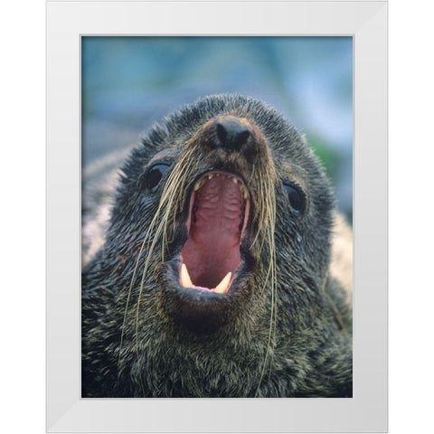 Northern Fur Seal White Modern Wood Framed Art Print by Fitzharris, Tim