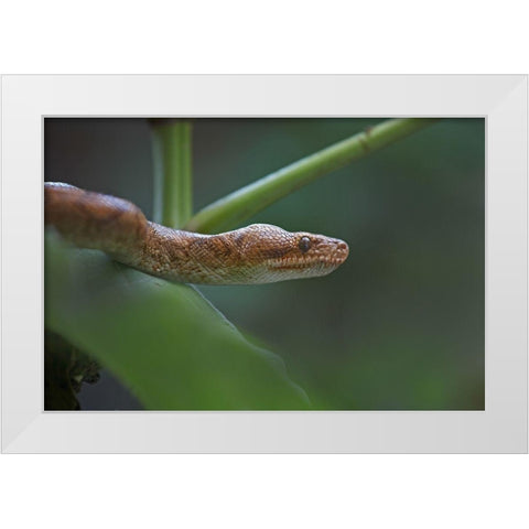 Tree boa snake White Modern Wood Framed Art Print by Fitzharris, Tim