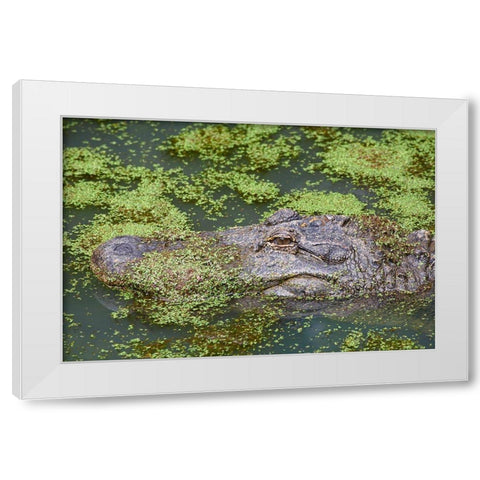 American alligator camouflaged among duckweed White Modern Wood Framed Art Print by Fitzharris, Tim