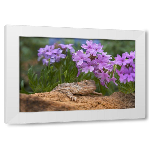 Horny toad lizard among prairie verbena White Modern Wood Framed Art Print by Fitzharris, Tim