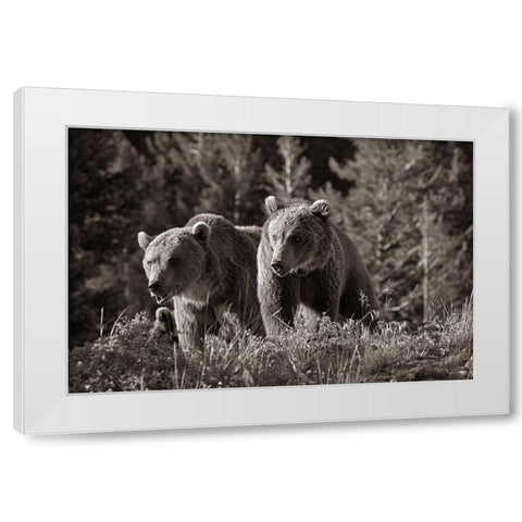 Grizzly bear cubs Sepia White Modern Wood Framed Art Print by Fitzharris, Tim