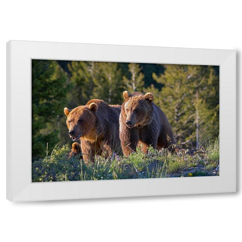 Grizzly bear cubs White Modern Wood Framed Art Print by Fitzharris, Tim