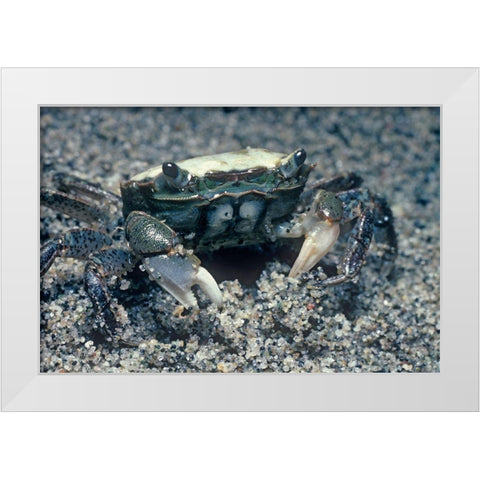 Sand crab White Modern Wood Framed Art Print by Fitzharris, Tim