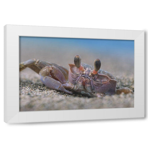 Crab White Modern Wood Framed Art Print by Fitzharris, Tim