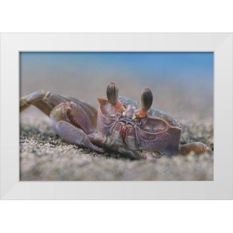 Crab White Modern Wood Framed Art Print by Fitzharris, Tim