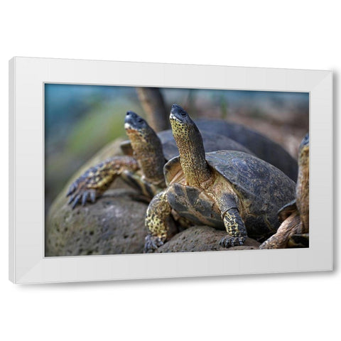 Tortoise White Modern Wood Framed Art Print by Fitzharris, Tim