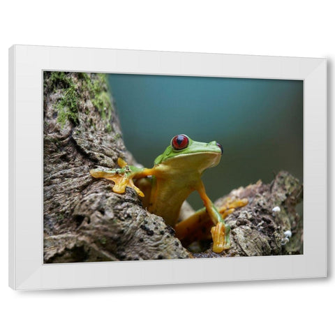 Gliding leaf frog White Modern Wood Framed Art Print by Fitzharris, Tim